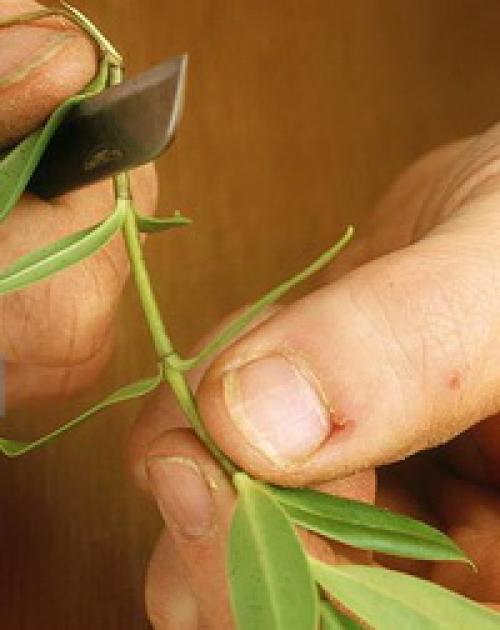 Как размножить веронику. Как вырастить рассаду вероники в домашних условиях