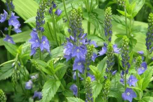 Рассада вероники в домашних условиях. Цветок вероника (50 фото): виды, уход и посадка в открытом грунте