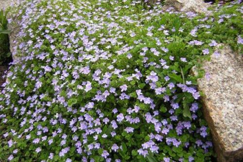 Рассада вероники в домашних условиях. Цветок вероника (50 фото): виды, уход и посадка в открытом грунте