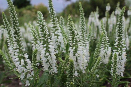 Рассада вероники в домашних условиях. Цветок вероника (50 фото): виды, уход и посадка в открытом грунте