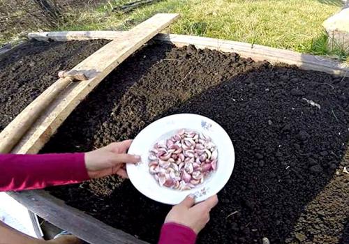 После чего сажать чеснок весной. Подготовка грядки под чеснок