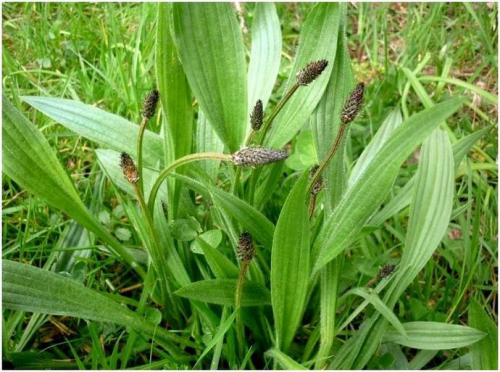 Дикие растения названия. Дикие растения, которые вы можете съесть: список съедобных диких растений