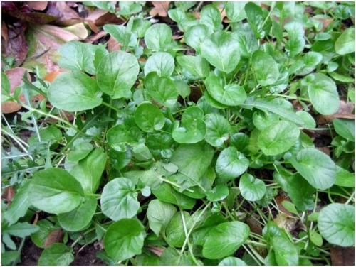 Дикие растения названия. Дикие растения, которые вы можете съесть: список съедобных диких растений