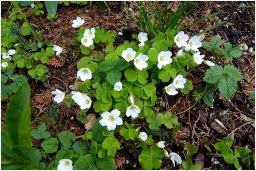 Дикие растения названия. Дикие растения, которые вы можете съесть: список съедобных диких растений