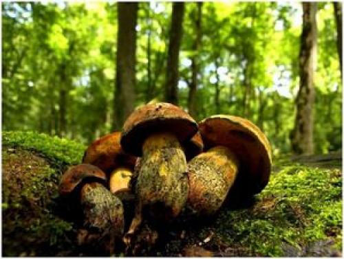 Дикие растения названия. Дикие растения, которые вы можете съесть: список съедобных диких растений