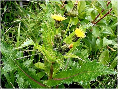 Дикие растения названия. Дикие растения, которые вы можете съесть: список съедобных диких растений