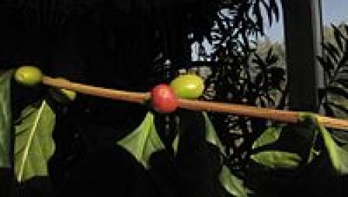 10 удивительных превращений диких растений в культурные виды. Какие травы ест человек? 01 10 удивительных превращений диких растений в культурные виды. Какие травы ест человек? 01