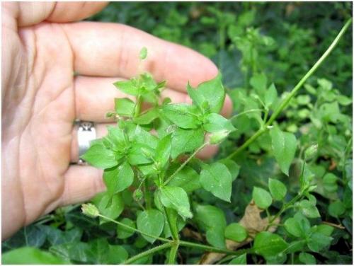 Дикие растения названия. Дикие растения, которые вы можете съесть: список съедобных диких растений