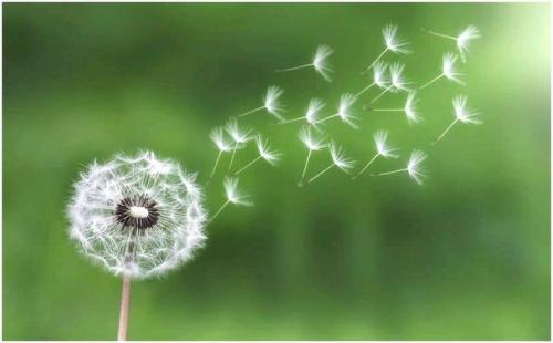 Дикие растения названия. Дикие растения, которые вы можете съесть: список съедобных диких растений