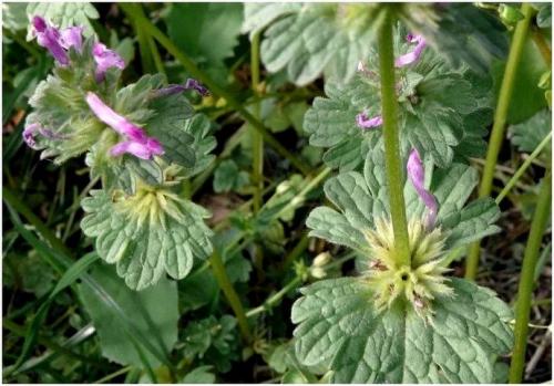 Дикие растения названия. Дикие растения, которые вы можете съесть: список съедобных диких растений