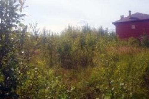 Как можно избежать повреждения окружающей среды при очистке участка от деревьев и поросли. Где вы работаете и сколько стоят Ваши услуги?