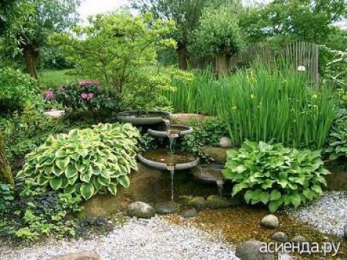 Какие виды деревьев и растений наиболее часто встречаются на незаселённых участках. Растения для сырых участков