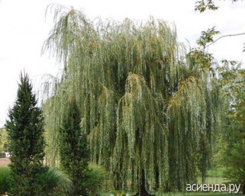 Какие виды деревьев и растений наиболее часто встречаются на незаселённых участках. Растения для сырых участков