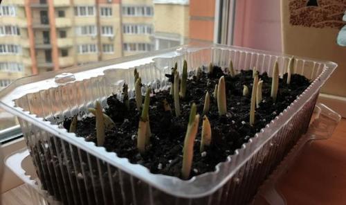 Посадка пророщенного чеснока. Пророс чеснок - не беда. Из него получится отличная зелень!