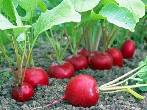 Совместные посадки лука и чеснока. Совместные посадки: соседи лука на грядке, с чем сажать