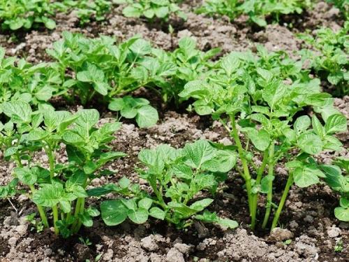 Совместные посадки лука и чеснока. Совместные посадки: соседи лука на грядке, с чем сажать