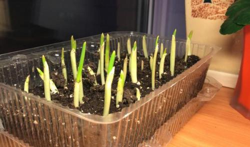 Посадка пророщенного чеснока. Пророс чеснок - не беда. Из него получится отличная зелень!