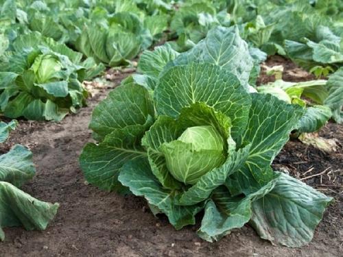 Совместные посадки лука и чеснока. Совместные посадки: соседи лука на грядке, с чем сажать