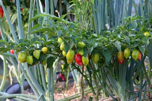 Совместные посадки лука и чеснока. Совместные посадки: соседи лука на грядке, с чем сажать