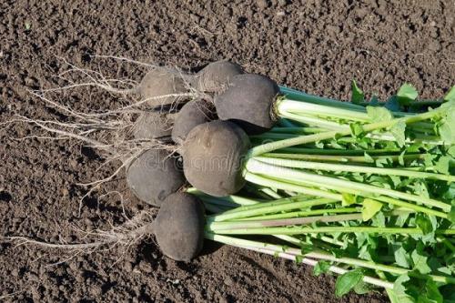 Совместные посадки лука и чеснока. Совместные посадки: соседи лука на грядке, с чем сажать