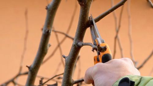 Как обрезать молодую грушу. Обрезка груши в 2023 году: когда и как правильно обрезать грушу весной и осенью