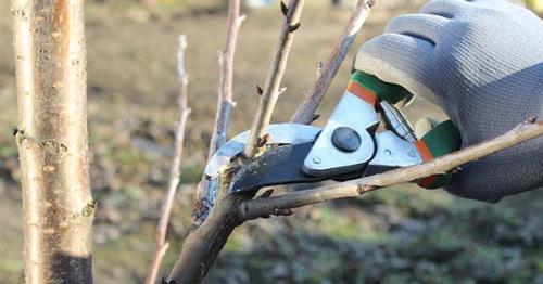 Схема обрезки груши весной. Когда лучше обрезать — весной или осенью