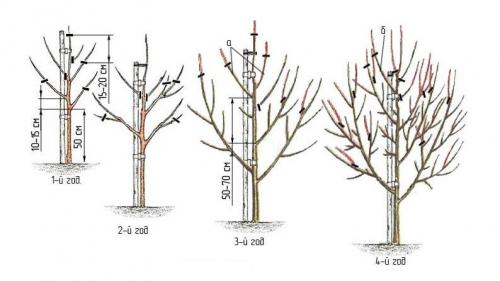 Обрезка груши 2 года весной. Формирующая