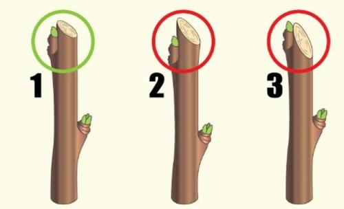 Обрезка груши 2 года весной. Формирующая