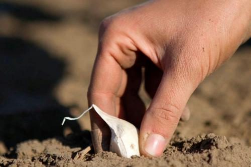 Посадка чеснока весной. Тонкости посадки чеснока весной
