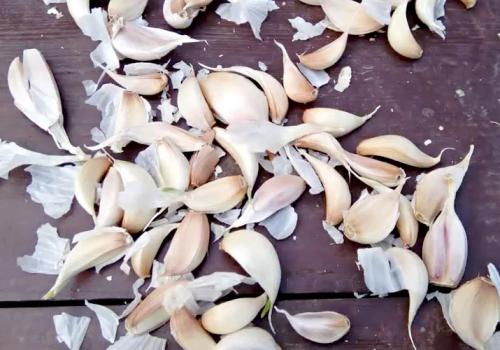 Секреты посадки чеснока весной в открытый грунт. Посадка чеснока на головку весной в открытый грунт