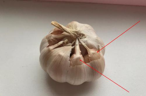 Посадка пророщенного чеснока. Пророс чеснок - не беда. Из него получится отличная зелень!