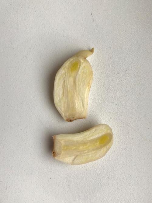 Посадка пророщенного чеснока. Пророс чеснок - не беда. Из него получится отличная зелень!