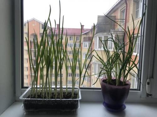 Посадка пророщенного чеснока. Пророс чеснок - не беда. Из него получится отличная зелень!