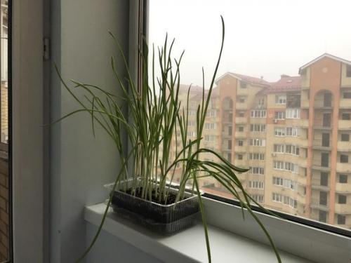 Посадка пророщенного чеснока. Пророс чеснок - не беда. Из него получится отличная зелень!