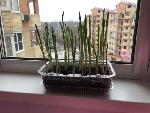 Посадка пророщенного чеснока. Пророс чеснок - не беда. Из него получится отличная зелень!