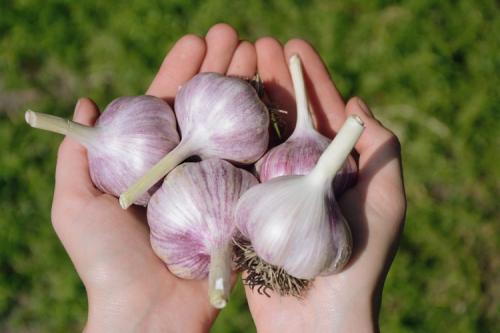 Посадка чеснока весной. Тонкости посадки чеснока весной