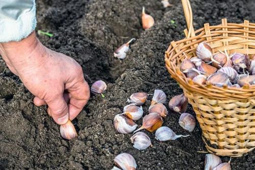Посадка чеснока весной. Тонкости посадки чеснока весной