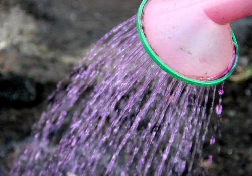 Секреты посадки чеснока весной в открытый грунт. Посадка чеснока на головку весной в открытый грунт