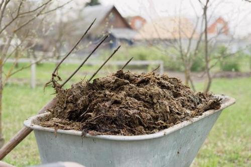 Как правильно вносить навоз в почву. Внесение свежего навоза осенью на грядку 02 Как правильно вносить навоз в почву. Внесение свежего навоза осенью на грядку 02