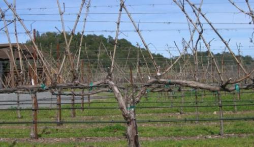 Какие ошибки нужно избегать при обрезке винограда. Самые распространенные ошибки при обрезке винограда