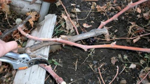 Какие ошибки нужно избегать при обрезке винограда. Самые распространенные ошибки при обрезке винограда