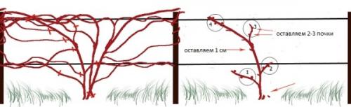 Какие ошибки нужно избегать при обрезке винограда. Самые распространенные ошибки при обрезке винограда