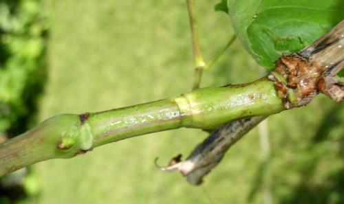 Как ускорить процесс обрезки винограда. Можно ли ускорить созревание винограда в августе и как это сделать