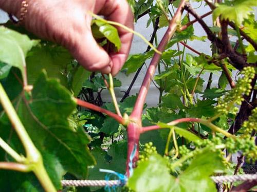 Как ускорить процесс обрезки винограда. Можно ли ускорить созревание винограда в августе и как это сделать