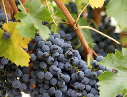 Какие ошибки нужно избегать при обрезке винограда. Самые распространенные ошибки при обрезке винограда