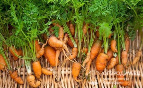 Что сажать после моркови. Какие растения не стоит сажать после моркови