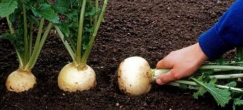 Что сажать после свеклы и моркови. Смотрим схему наоборот (что сажать после конкретных культур)