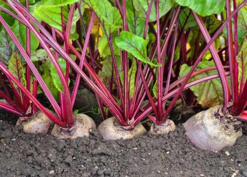 Что сажать после свеклы и моркови. Смотрим схему наоборот (что сажать после конкретных культур)