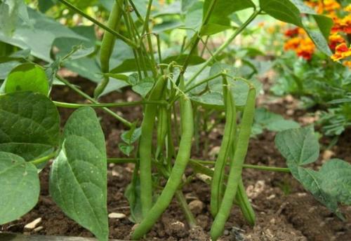 Что сажать после свеклы и моркови. Смотрим схему наоборот (что сажать после конкретных культур)