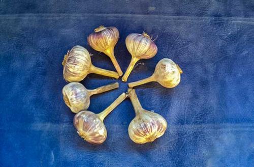 Когда сажать чеснок по народным приметам. Когда сажать озимый и яровой чеснок